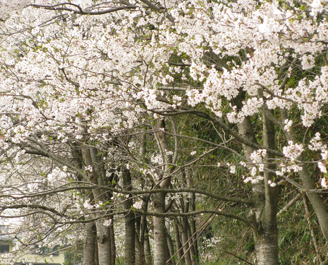 Lily倶楽部 2026年4月