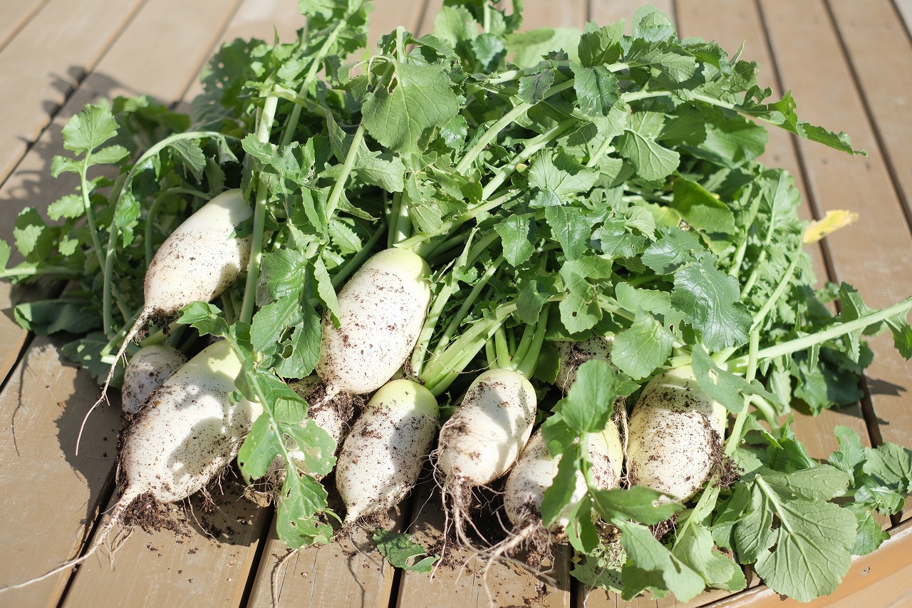 秋野菜の収穫祭