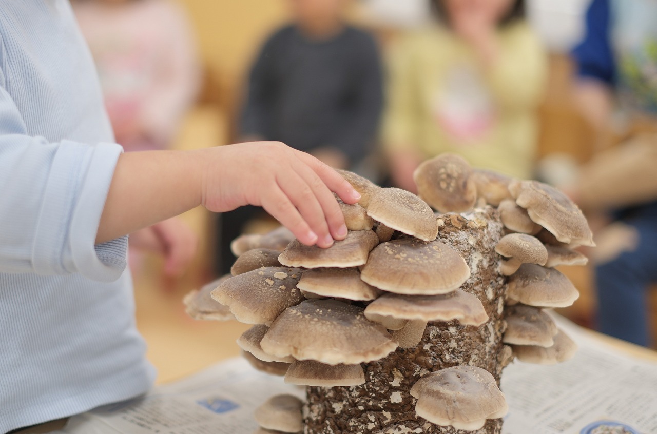 つくし組【１歳児】きのこの収穫